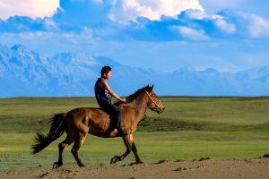 Why Are Mongolian Horses So Special? Small, Tough, and Wild